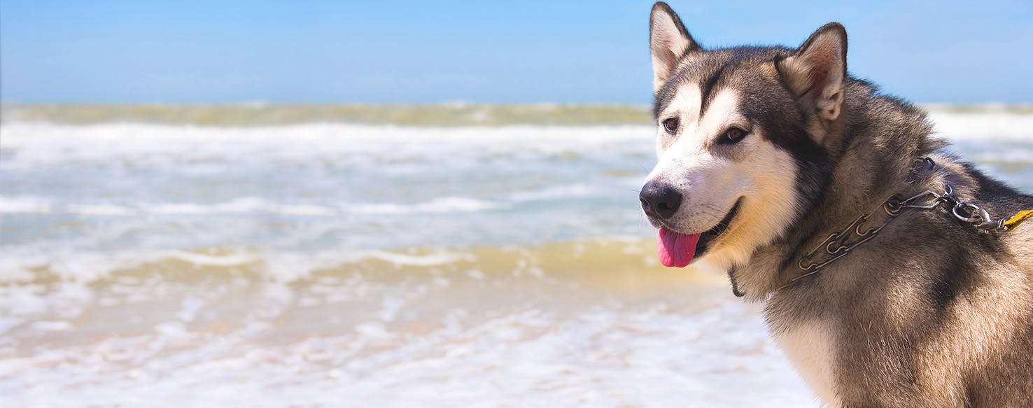 Black Mirror Dog Names Popular Male and Female Names Wag!